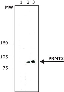 Monoclonal Anti-PRMT3 antibody produced in mouse ~2&#160;mg/mL, clone PRMT3-367, purified immunoglobulin, buffered aqueous solution