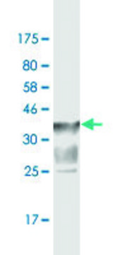 Monoclonal Anti-SLC44A2 antibody produced in mouse clone 1D5, purified immunoglobulin, buffered aqueous solution