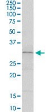 Anti-SLA2 antibody produced in rabbit purified immunoglobulin, buffered aqueous solution