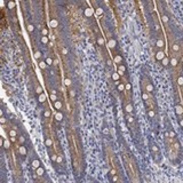 Anti-RGS1 antibody produced in rabbit Prestige Antibodies&#174; Powered by Atlas Antibodies, affinity isolated antibody, buffered aqueous glycerol solution