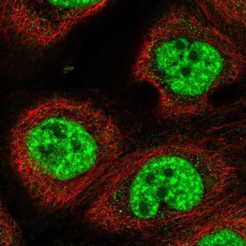 Anti-RBM10 antibody produced in rabbit Prestige Antibodies&#174; Powered by Atlas Antibodies, affinity isolated antibody