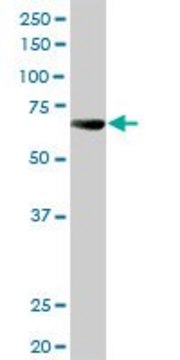 Anti-ALPPL2 antibody produced in rabbit purified immunoglobulin, buffered aqueous solution