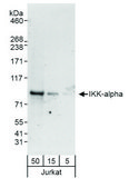 Rabbit anti-IKK-alpha Antibody, Affinity Purified Powered by Bethyl Laboratories, Inc.
