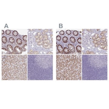 Anti-A1CF antibody produced in rabbit Prestige Antibodies&#174; Powered by Atlas Antibodies, affinity isolated antibody, buffered aqueous glycerol solution