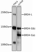 Anti-BRD4 antibody produced in rabbit
