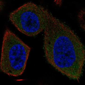 Anti-SYT16 antibody produced in rabbit Prestige Antibodies&#174; Powered by Atlas Antibodies, affinity isolated antibody