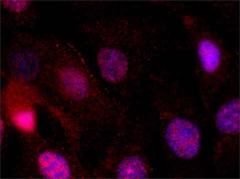 Monoclonal Anti-KISS1 antibody produced in mouse ~1.0&#160;mg/mL, clone KISS-54, affinity isolated antibody