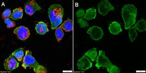 Anti-CD8a Antibody, clone 1J4 ZooMAb® Rabbit Monoclonal recombinant, expressed in HEK 293 cells