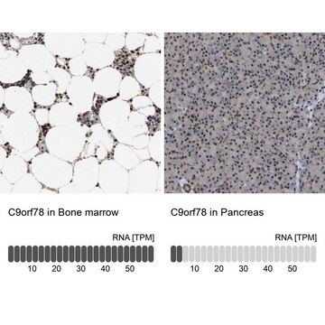 Anti-C9orf78 antibody produced in rabbit Prestige Antibodies&#174; Powered by Atlas Antibodies, affinity isolated antibody, buffered aqueous glycerol solution, Ab2