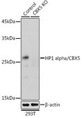 Anti- HP1 alpha/CBX5 antibody produced in rabbit