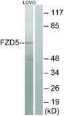 Anti-FZD5 antibody produced in rabbit affinity isolated antibody