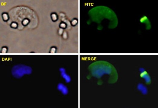 Monoclonal Anti-TCF8 antibody produced in mouse clone 4C4, purified immunoglobulin, buffered aqueous solution