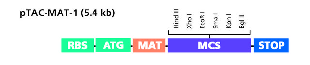 pTAC-MAT-Tag&#174;-1 Expression Vector bacterial vector for cytoplasmic expression of N-terminal MAT tag fusion proteins