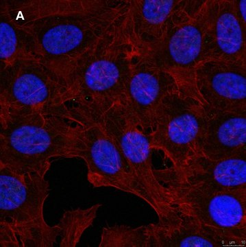 Anti-GST Antibody, clone 5B8 , ZooMAb&#174; Rabbit Monoclonal recombinant, expressed in HEK 293 cells