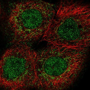 Anti-PUS1 antibody produced in rabbit Prestige Antibodies&#174; Powered by Atlas Antibodies, affinity isolated antibody