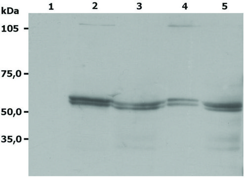 Monoclonal Anti-LYN antibody produced in mouse clone LYN-01