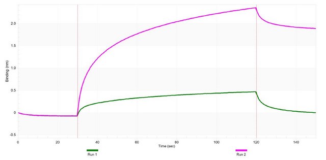 Anti-AMH/MIS Antibody, clone 2G11 ZooMAb&#174; Rabbit Monoclonal recombinant, expressed in HEK 293 cells