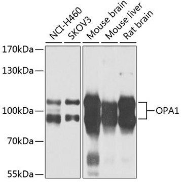 Anti-OPA1 antibody produced in rabbit