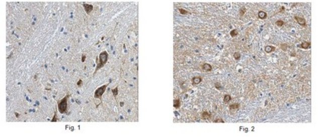 Anti-SNAT1 Antibody, clone N104/37 clone N104/37, from mouse