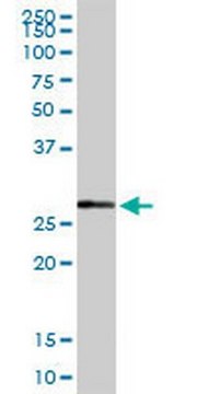 Anti-NQO1 Rabbit pAb liquid, Calbiochem&#174;