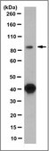 Anti-Sortilin Antibody, clone 4E3.1 clone 4E3.1, from mouse