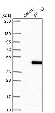 Anti-SPON2 antibody produced in rabbit Prestige Antibodies&#174; Powered by Atlas Antibodies, affinity isolated antibody, buffered aqueous glycerol solution