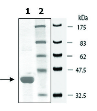 Hsp40 active human recombinant, expressed in E. coli, &#8805;90% (SDS-PAGE)