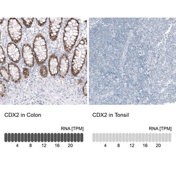 Anti-CDX2 antibody produced in mouse Prestige Antibodies&#174; Powered by Atlas Antibodies, clone CL12967, purified by using Protein A, buffered aqueous glycerol solution