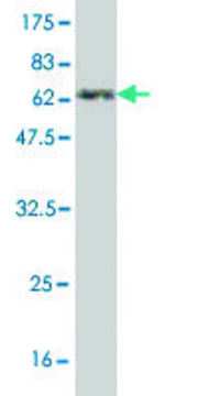 Monoclonal Anti-ANXA3 antibody produced in mouse clone 4F1, purified immunoglobulin, buffered aqueous solution