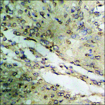 Anti-phospho-CrkL (pTyr207) antibody produced in rabbit affinity isolated antibody