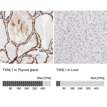 Anti-TXNL1 antibody produced in rabbit affinity isolated antibody, buffered aqueous glycerol solution