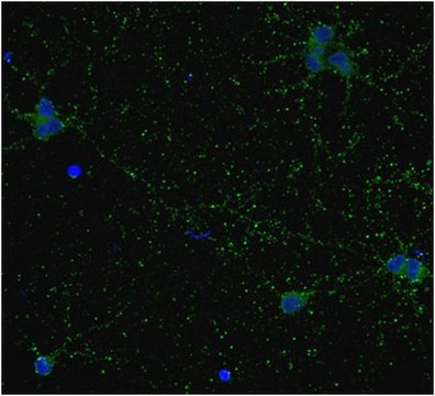 抗-GAD67抗体，克隆1G10.2，生物素结合物 clone 1G10.2, from mouse, biotin conjugate