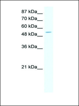 Anti-CPA1 antibody produced in rabbit affinity isolated antibody