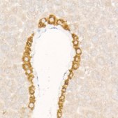 Anti-FGF21 Antibody, clone 5K8E4, Rabbit Monoclonal