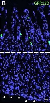 Anti-GPR120 antibody produced in rabbit affinity isolated antibody