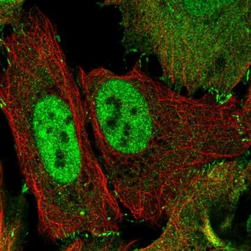 Anti-TJP2 antibody produced in rabbit Prestige Antibodies&#174; Powered by Atlas Antibodies, affinity isolated antibody