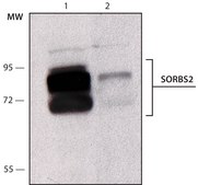 Anti-SORBS2 antibody, Mouse monoclonal clone S13N, purified from hybridoma cell culture