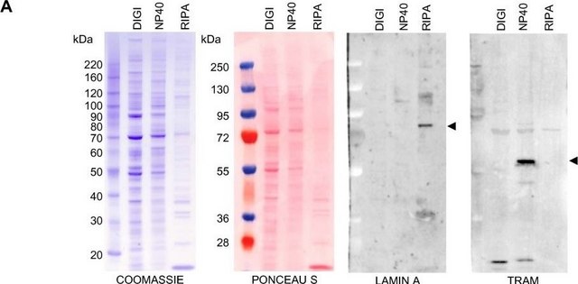 Anti-Lamin A (C-terminal) antibody produced in rabbit ~1&#160;mg/mL, affinity isolated antibody, buffered aqueous solution