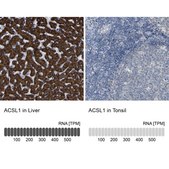 Anti-ACSL1 antibody produced in rabbit Prestige Antibodies® Powered by Atlas Antibodies, affinity isolated antibody, buffered aqueous glycerol solution