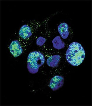 ANTI-PHOSPHO-ENOS(S1177) antibody produced in rabbit affinity isolated antibody, buffered aqueous solution