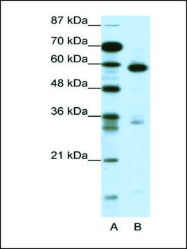 Anti-MBD1 antibody produced in rabbit IgG fraction of antiserum