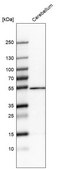 Anti-ZNF692 antibody produced in rabbit Prestige Antibodies® Powered by Atlas Antibodies, affinity isolated antibody