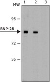 Anti-Mitofilin antibody, Mouse monoclonal clone BNP-28, purified from hybridoma cell culture