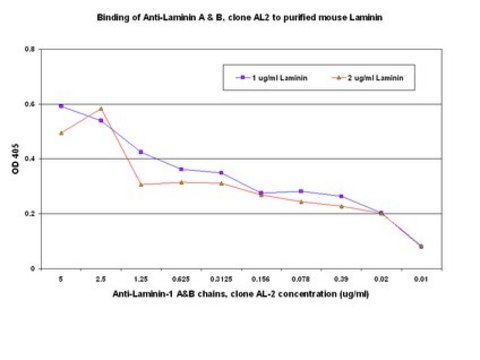 Anti-Laminin-1 A&amp;B chains Antibody, cross region, clone AL-2 clone AL-2, Chemicon&#174;, from rat