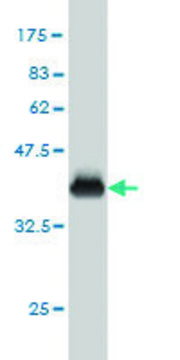 Monoclonal Anti-FARSLA antibody produced in mouse clone 2D8, purified immunoglobulin, buffered aqueous solution