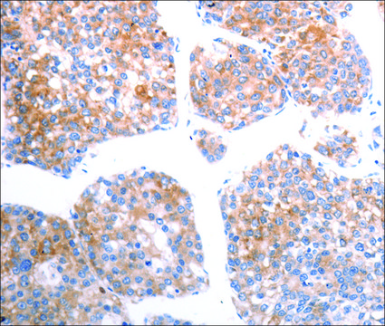 Anti-SLC44A1 antibody produced in rabbit affinity isolated antibody