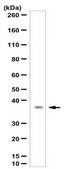 Anti-PQBP1 Antibody from rabbit, purified by affinity chromatography