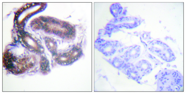 Anti-HDAC3 antibody produced in rabbit affinity isolated antibody