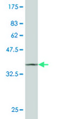 ANTI-STYK1 antibody produced in mouse clone 4A4, purified immunoglobulin, buffered aqueous solution