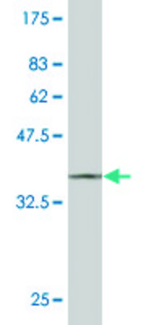 ANTI-STYK1 antibody produced in mouse clone 4A4, purified immunoglobulin, buffered aqueous solution